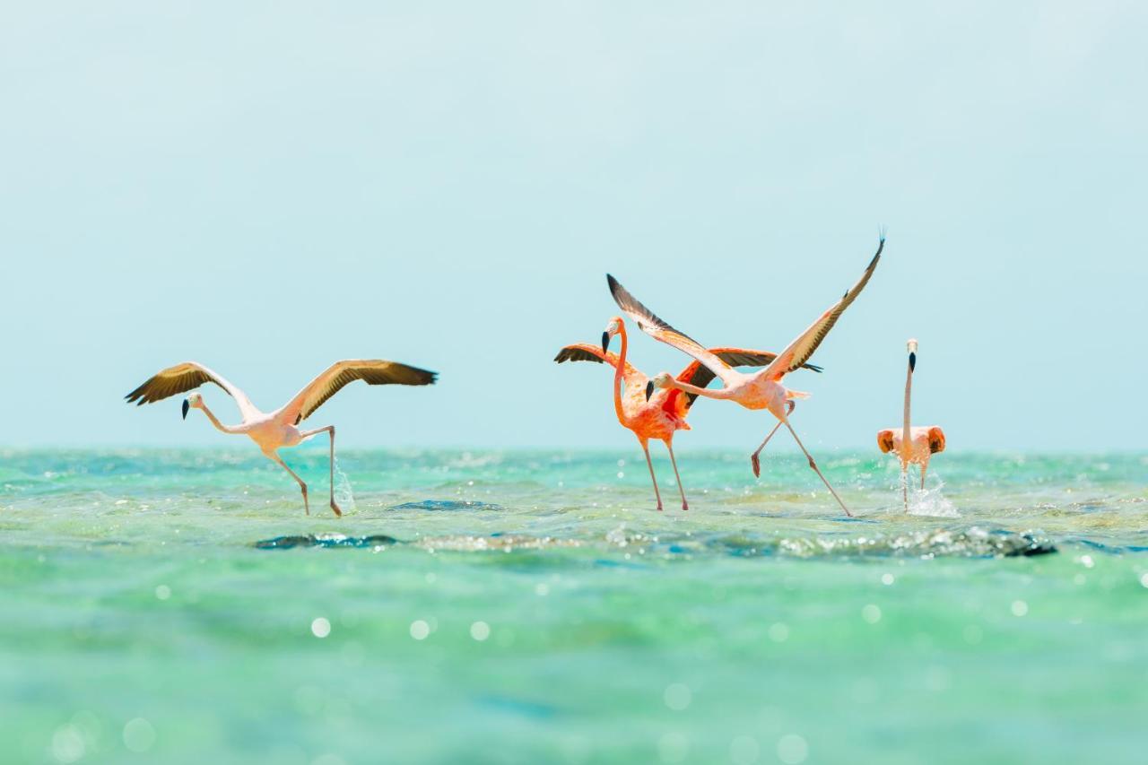 Ambergris Cay Private Island All Inclusive - Pls Island Hopper Flight Included Big Ambergris Cay المظهر الخارجي الصورة